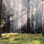 Le parc national de Sequoia 