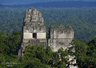 Tikal 