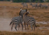 Parc national d’Amboseli 
