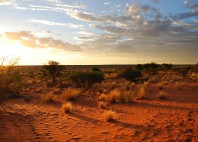Désert du Kalahari 