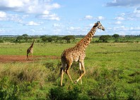 Parc national de Nairobi 