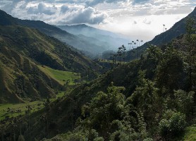 Vallée de Cocora : des palmiers dans la montagne