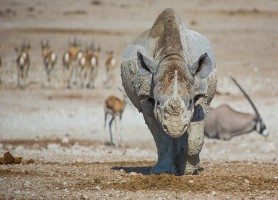 Parc national d’Etosha : un lieu de découvertes fabuleuses