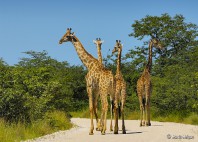 Parc national d’Etosha 