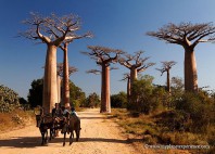Allée des Baobabs 