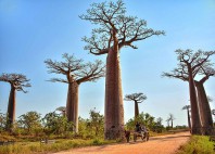 Allée des Baobabs 