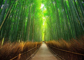 Arashiyama : la plus attractive aire de Kyoto