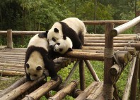 Sanctuaires des Pandas géants 