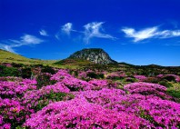 Île de Jeju 