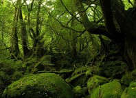 Forêt de Yakushima 