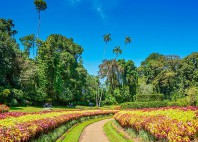Jardin botanique de Peradeniya 