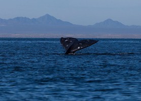 El Vizcaíno : au cœur du sanctuaire des baleines grises !