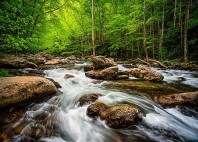 Parc national des Great Smoky Mountains 