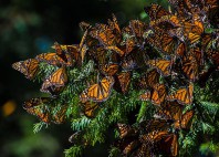 Réserve du papillon monarque 