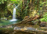 Forêt nationale d'El Yunque 