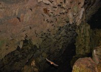 Grottes de Lanquin 