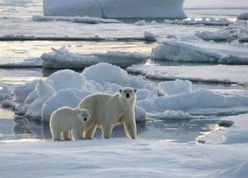 Svalbard : découvrez cet archipel aux mille attraits