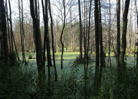 Forêt de Białowieża : une réserve extraordinaire