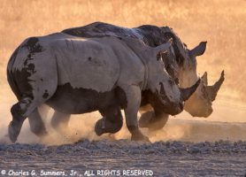 Khama Rhino Sanctuary : une escapade formidable
