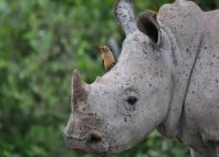 Khama Rhino Sanctuary 