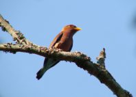 Kuimba Shiri Bird Park 