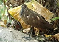 Kuimba Shiri Bird Park 