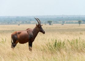 Kyambura Game Reserve : une réserve naturelle pas comme les autres