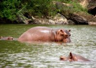 Mare aux Hippopotames 