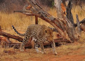 Okonjima : un remarquable centre de conservation des carnivores