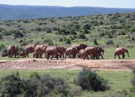 Parc national des Éléphants d'Addo : le paradis des éléphants