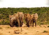 Parc national des Éléphants d'Addo 