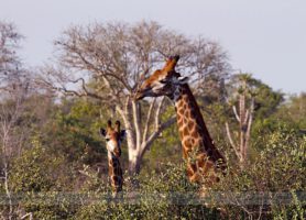 Parc national de Kisama : l’impressionnant trésor angolais