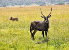 Parc national de l'Akagera : un environnement paradisiaque