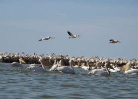 Parc national du Djoudj : le paradis des oiseaux