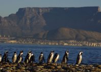 Robben Island 