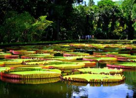 Jardin de Pamplemousses : découvrez une œuvre d’art verte