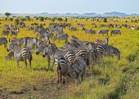 Parc national du Serengeti 