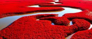 La plage rouge de Panjin : un tapis d’herbes couleur écarlate !