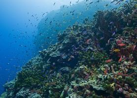 Récif de Tubbataha : un merveilleux spectacle marin