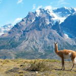 Torres del Paine 