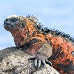 Îles Galapagos