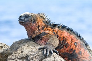 Îles Galapagos: Une faune et une flore exceptionnelles