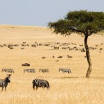 Le Masai Mara 