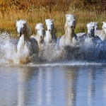 La Camargue 