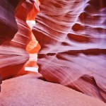 Canyon Antelope