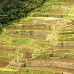 Rizières de Banaue 