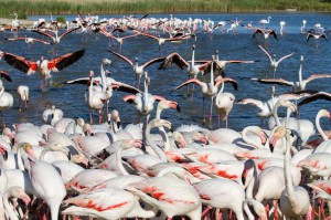 La Camargue : une biodiversité unique au monde