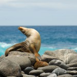 Îles Galapagos