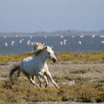 La Camargue 