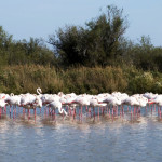 La Camargue 